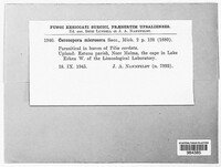 Paracercosporidium microsorum image